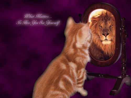 animals_cats002